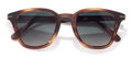 color Tortoise Forest