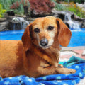 Dachshund Oil Portrait