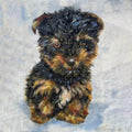 Custom Yorkie Puppy Dog Oil Portrait | Pet Art from Photo