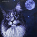Maine Coon Cat Portrait