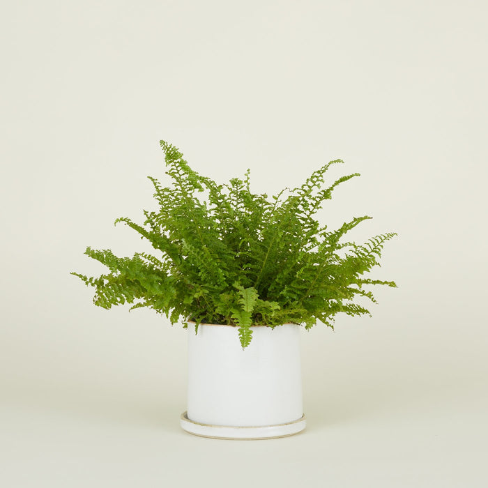 Minimal Planter