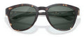 color Tortoise Forest